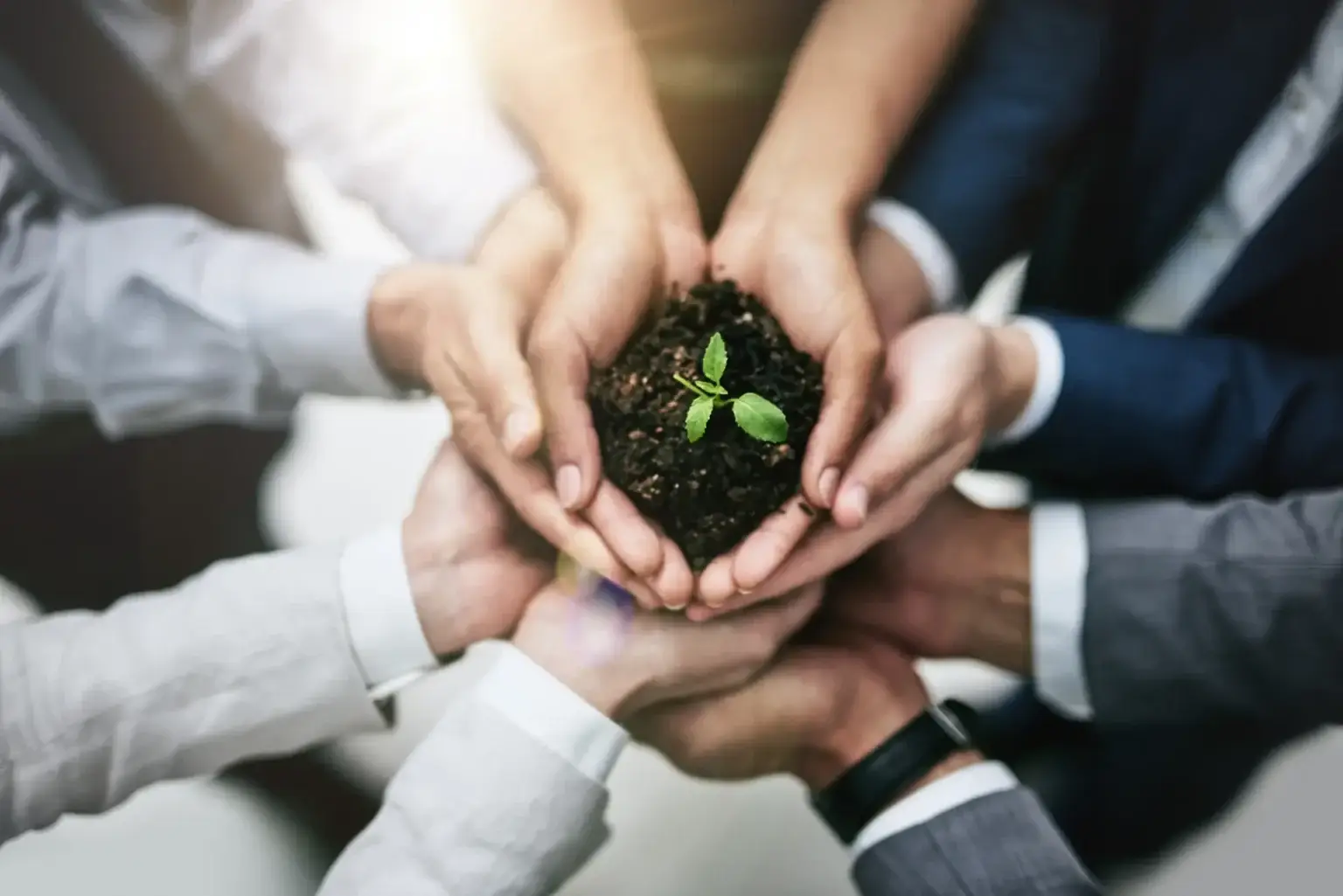 several hands holding a plant